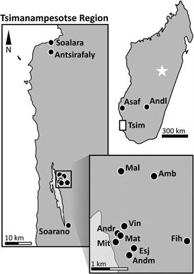 Teasing Apart Impacts of Human Activity and Regional Drought on Madagascar’s Large Vertebrate Fauna: Insights From New Excavations at Tsimanampesotse and Antsirafaly